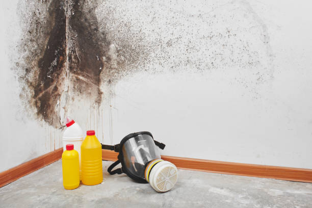 Best Mold Damage Repair  in Beggs, OK