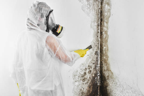 Mold Removal Process in Beggs, OK