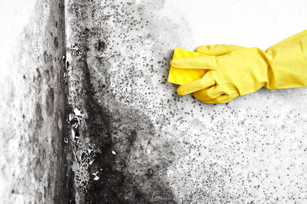 Best Certified Mold Removal  in Beggs, OK