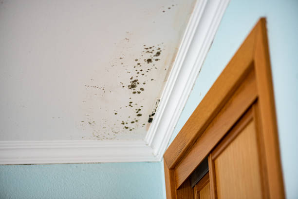 Professional Mold Removal in Beggs, OK