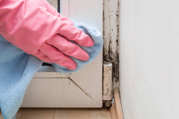 Best Office Mold Removal Services  in Beggs, OK